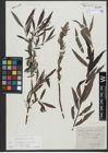 Foto von Salix triandra L. x Salix viminalis L.